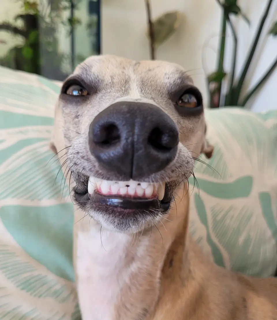 Finneas - The Snoot Studio Mascot